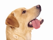 Yellow Labrador Poster
