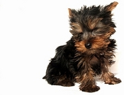 Yorkshire Terrier Poster
