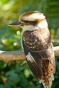 kookaburra Magnet