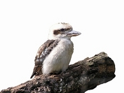 kookaburra Magnet