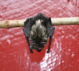 Bat