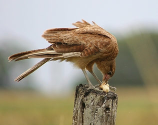 Chimango Caracara