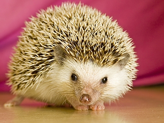 Info On Hedgehogs