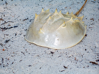 Horseshoe Crab