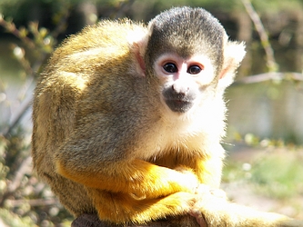 Spider-Monkey-16103.jpg