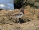 American Oystercatcher picture