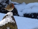 American Robin picture