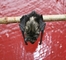 Bat picture