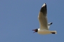Brown Hooded Gull picture