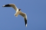 Brown Hooded Gull picture