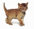 Domestic Cat picture