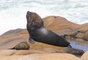Elephant Seal picture