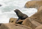 Elephant Seal picture