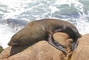 Elephant Seal picture
