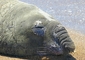 Elephant Seal picture