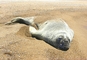 Elephant Seal picture