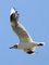 Grey-hooded Gull picture