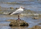 Grey-hooded Gull picture