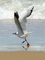 Grey-hooded Gull picture
