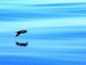 Gull picture