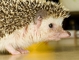 Hedgehog picture
