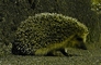 Hedgehog picture