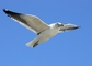 Kelp Gull picture