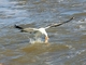 Kelp Gull picture