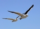 Kelp Gull picture