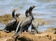 Neotropic Cormorant picture