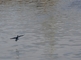 Neotropic Cormorant picture