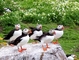 Puffin picture