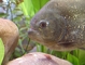 Red Piranha picture