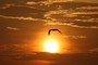 Sea Gull picture