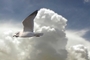 Sea Gull picture