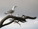 Sea Gull picture