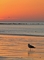 Sea Gull picture