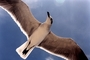 Sea Gull picture