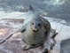 Seal picture