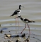 South America Stilt picture