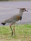 Southern Lapwing picture