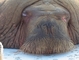Walrus picture