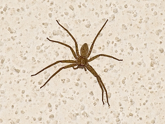 Wolf-Spider-16213.jpg