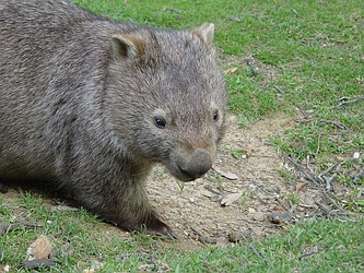 Wombat