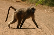 Baboon Poster