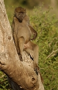 Baboon Poster