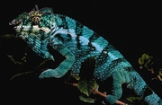 Chameleon Magnet