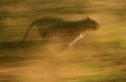 Cheetah Magnet