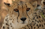 Cheetah Magnet