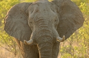 Elephant T-Shirt